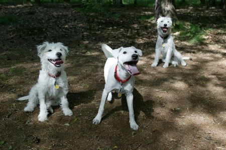 Parson-Russell-Terrier Hunde Foto 29150 in höherer Auflösung ansehen Parson-Russell-Terrier 3 Mädchen