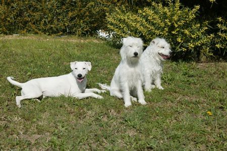 Parson-Russell-Terrier Parson-Mädchen