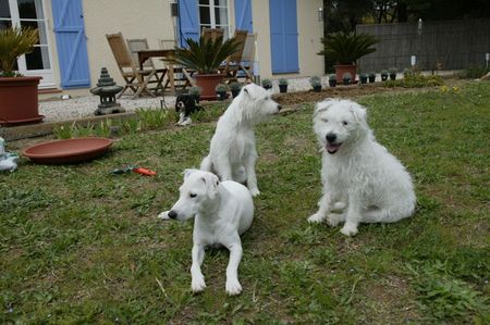 Parson-Russell-Terrier Hunde Foto 30779 in höherer Auflösung ansehen Parson-Russell-Terrier Parson-Mädchen