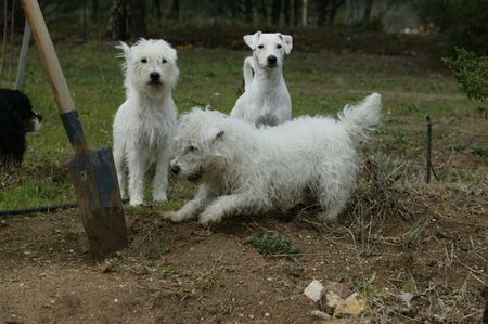 Parson-Russell-Terrier Hunde Foto 30780 in höherer Auflösung ansehen Parson-Russell-Terrier Parson-Mädchen