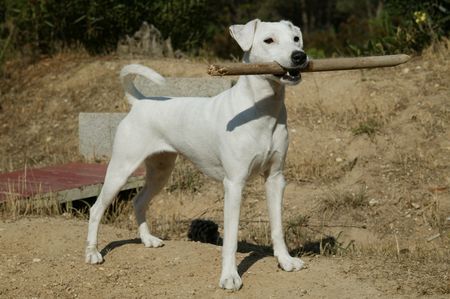 Parson-Russell-Terrier Hunde Foto 30781 in höherer Auflösung ansehen Parson-Russell-Terrier Parson-Mädchen