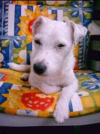 Parson-Russell-Terrier Hunde Foto 27603 in höherer Auflösung ansehen Parson-Russell-Terrier na Jungs !
