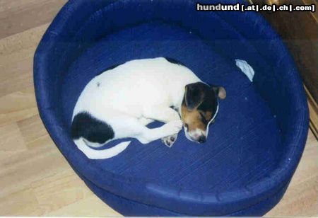 Parson-Russell-Terrier Hunde Foto 6916 Parson-Russell-Terrier schlafendes dornröschen/karoline von der deutschbauerhube
