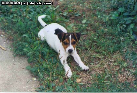 Parson-Russell-Terrier Hunde Foto 6915 Parson-Russell-Terrier unser model amy/karoline von der deutschbauerhube