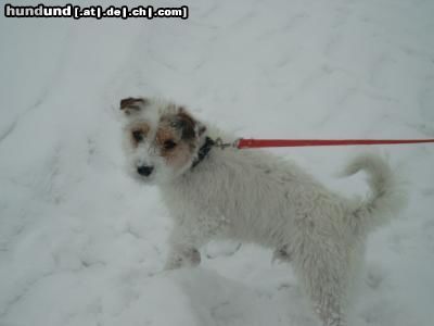 Parson-Russell-Terrier Hunde Foto 7964 Parson-Russell-Terrier Anton im Schnee