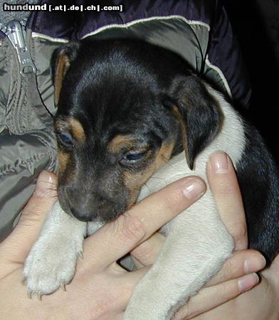 Parson-Russell-Terrier Biskit vom Traberhof mit 5 Wochen
