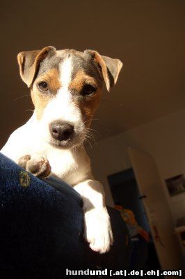 Parson-Russell-Terrier Hunde Foto 26153 in höherer Auflösung ansehen Parson-Russell-Terrier Elli schaut interessiert