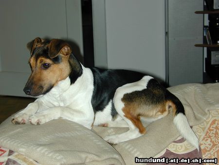 Parson-Russell-Terrier Hunde Foto 10411 Parson-Russell-Terrier Bisi gemütlich auf der Sofalehne