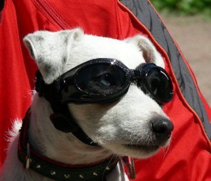 Parson-Russell-Terrier Hunde Foto 32945 in höherer Auflösung ansehen Parson-Russell-Terrier Ohne geht es diesen Sommer nicht