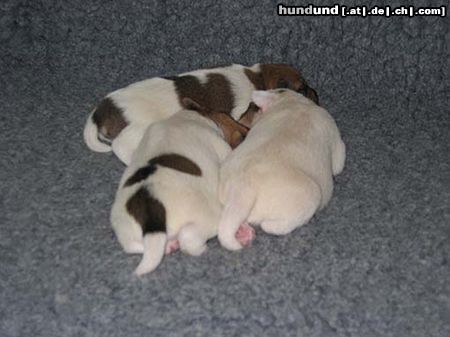 Parson-Russell-Terrier