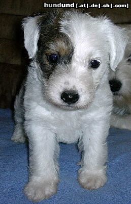 Parson-Russell-Terrier Hunde Foto 8420 Parson-Russell-Terrier The Roadrunners Kissing Kylie