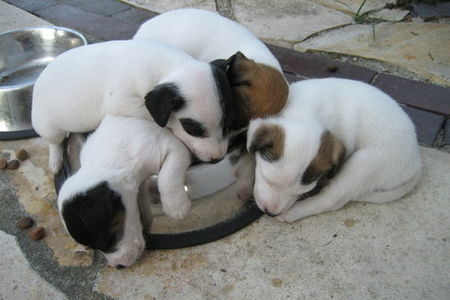 Parson-Russell-Terrier Unser Finn und seine Geschwister