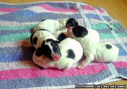 Parson-Russell-Terrier Hunde Foto 21332 Parson-Russell-Terrier Welpen sind da
