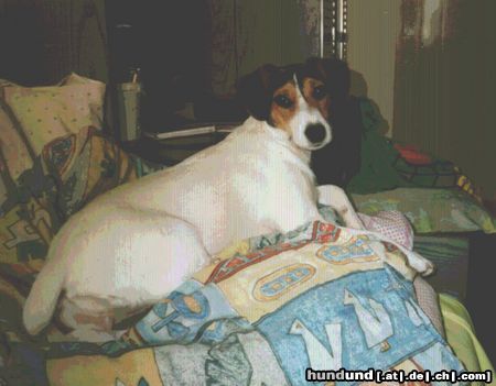 Parson-Russell-Terrier Dolly aufm Bett