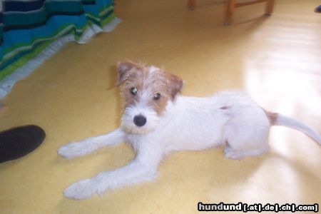 Parson-Russell-Terrier Hunde Foto 9560 Parson-Russell-Terrier Freddi der Unwiderstehliche