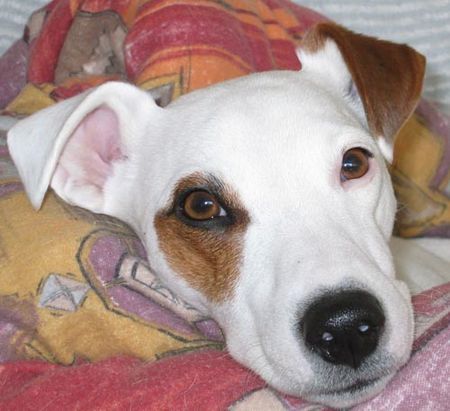 Parson-Russell-Terrier Ich bin eben ein Süßer!