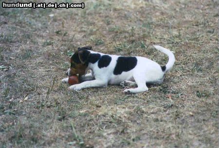 Parson-Russell-Terrier amy beim apfel essen/karoline von der deutschbauerhube