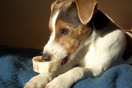 Parson-Russell-Terrier Hunde Foto 27013 in höherer Auflösung ansehen Parson-Russell-Terrier Richtig schwer dieses Ding.