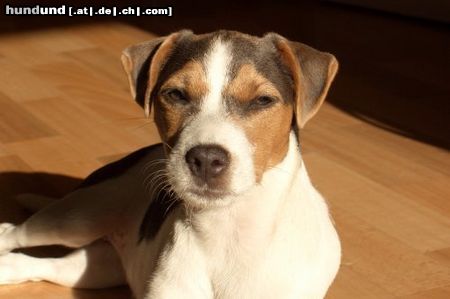 Parson-Russell-Terrier Hunde Foto 26006 in höherer Auflösung ansehen Parson-Russell-Terrier Elli mit 4,5 Monaten