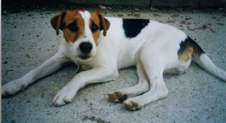 Parson-Russell-Terrier Hunde Foto 799 Parson-Russell-Terrier 'Eros' - Ewald v. d. Deutschbauerhube