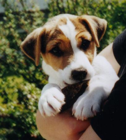 Parson-Russell-Terrier Hunde Foto 801 Parson-Russell-Terrier 'Eros' - Ewald v. d. Deutschbauerhube