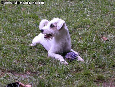 Parson-Russell-Terrier Vom Spielen erschöpft.