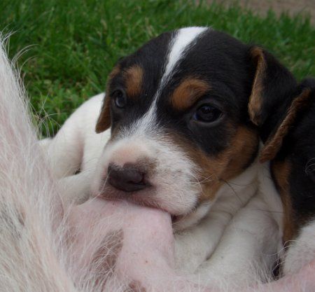 Parson-Russell-Terrier Hunde Foto 32946 in höherer Auflösung ansehen Parson-Russell-Terrier Lecker Muttermilch