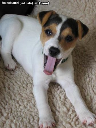 Parson-Russell-Terrier Lucy gähnt