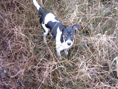 Parson-Russell-Terrier Hunde Foto 30324 Parson-Russell-Terrier