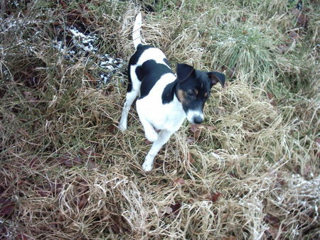 Parson-Russell-Terrier Hunde Foto 30325 Parson-Russell-Terrier