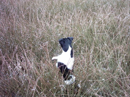 Parson-Russell-Terrier Hunde Foto 30326 Parson-Russell-Terrier