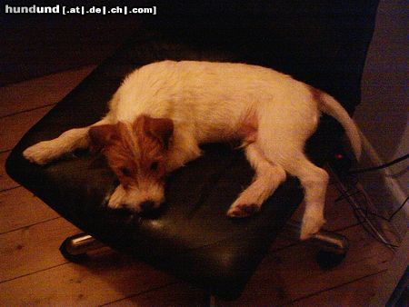 Parson-Russell-Terrier Freddi 15 Wochen