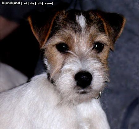 Parson-Russell-Terrier Hunde Foto 8681 Parson-Russell-Terrier Titus (16 Wochen)