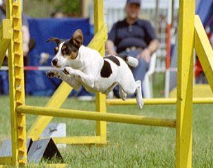 Parson-Russell-Terrier Dogaholic Beautiful Girly (Hazel)