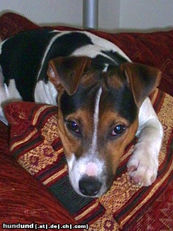 Parson-Russell-Terrier Ich bin der König!