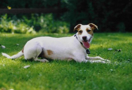 Parson-Russell-Terrier Hunde Foto 2468 Parson-Russell-Terrier Parson-Russell-Terrier Jenna of Greek Summer