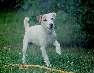 Parson-Russell-Terrier Hunde Foto 1054 Parson-Russell-Terrier Outlaw Unique