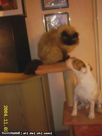 Parson-Russell-Terrier Hunde Foto 18375 Parson-Russell-Terrier hund&katz-oder katz&katz???????????