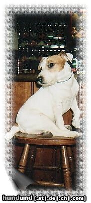 Parson-Russell-Terrier jacky