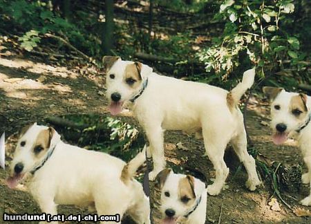 Parson-Russell-Terrier Hunde Foto 6098 Parson-Russell-Terrier ein hund oder...???????