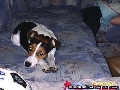 Parson-Russell-Terrier jessy aus holland, 3 jahre jung