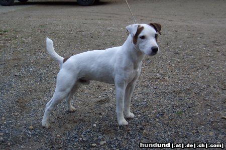 Parson-Russell-Terrier Hunde Foto 26512 in höherer Auflösung ansehen Parson-Russell-Terrier Amblegreen Jocker aus Canada