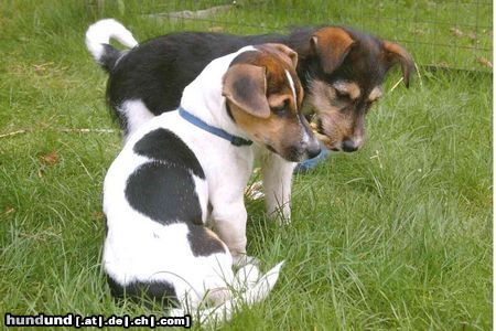 Parson-Russell-Terrier Hunde Foto 12658 Parson-Russell-Terrier Finn und Josy