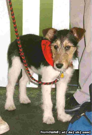 Parson-Russell-Terrier Hunde Foto 12657 Parson-Russell-Terrier Josy