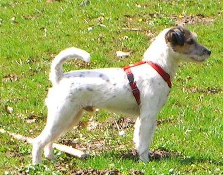 Parson-Russell-Terrier Hunde Foto 30792 Parson-Russell-Terrier kenny 10 monate