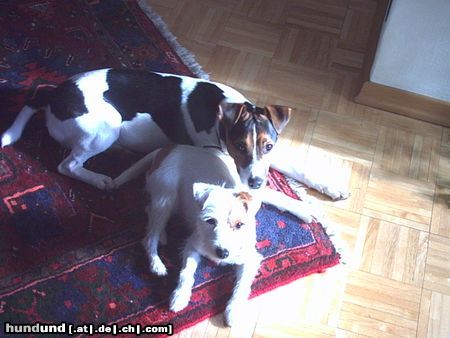 Parson-Russell-Terrier Wir haben uns soooo.. lieb