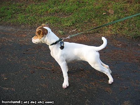 Parson-Russell-Terrier