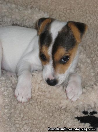 Parson-Russell-Terrier Neckisch!