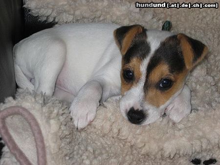 Parson-Russell-Terrier Lucy mit 3 1/2 Monaten