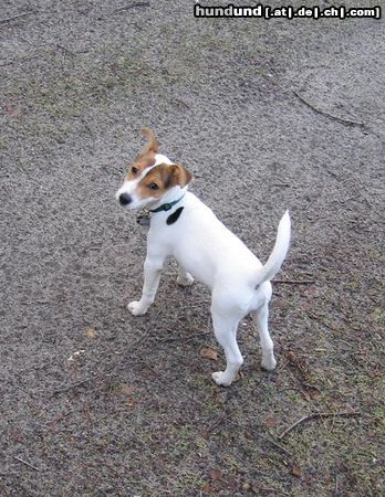 Parson-Russell-Terrier Hunde Foto 8371 Parson-Russell-Terrier Lucy mit 4 1/2 Monaten